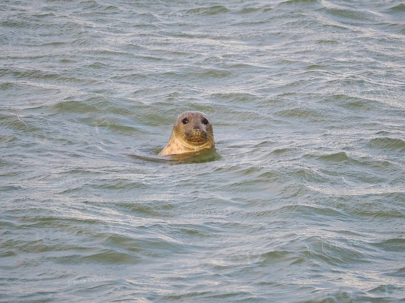 Harbour seal (Phoca vitulina) at the Dutch North Sea, Brouwersdam, province of South Holland, Netherlands