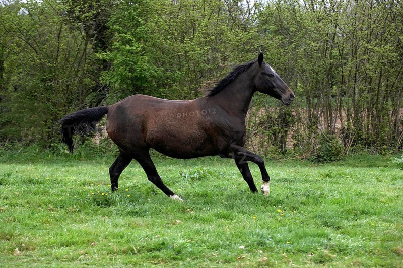 Akhal Teke, Horse Breed from Turkmenistan, Mare Galloping