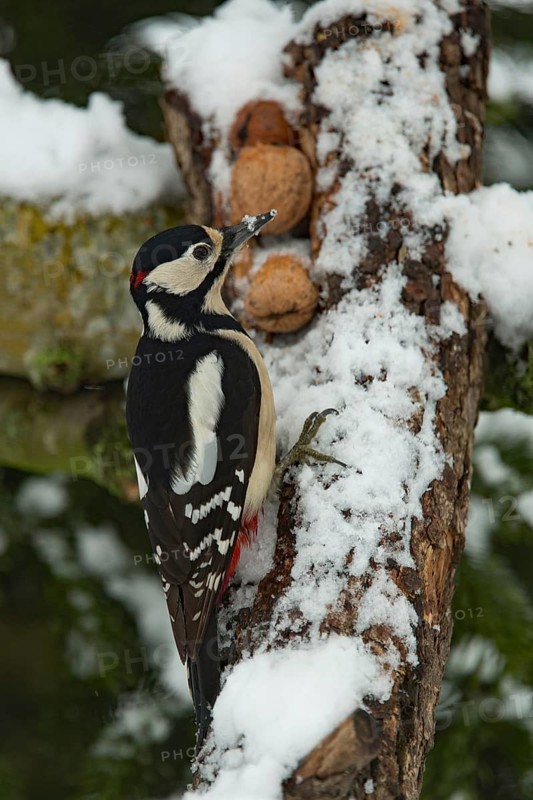 Great spotted woodpecker (Dendrocopos major), Great spotted woodpecker