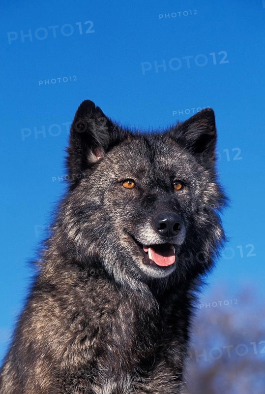 MACKENZIE VALLEY gray wolf (canis lupus) mackenzii, PORTRAIT OF AN ADULT, CANADA
