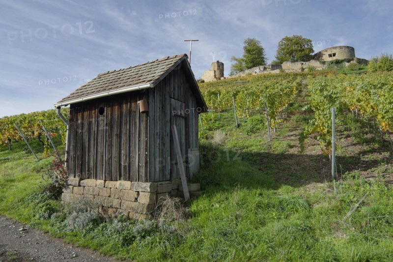 Vineyard hut, autumn in the vineyards near the Weibertreu castle ruins, Weinsberg, Weinsberg Valley, Heilbronn, Heilbronn-Franconia, Heilbronn-Franconia, Baden-Württemberg, Germany, Europe