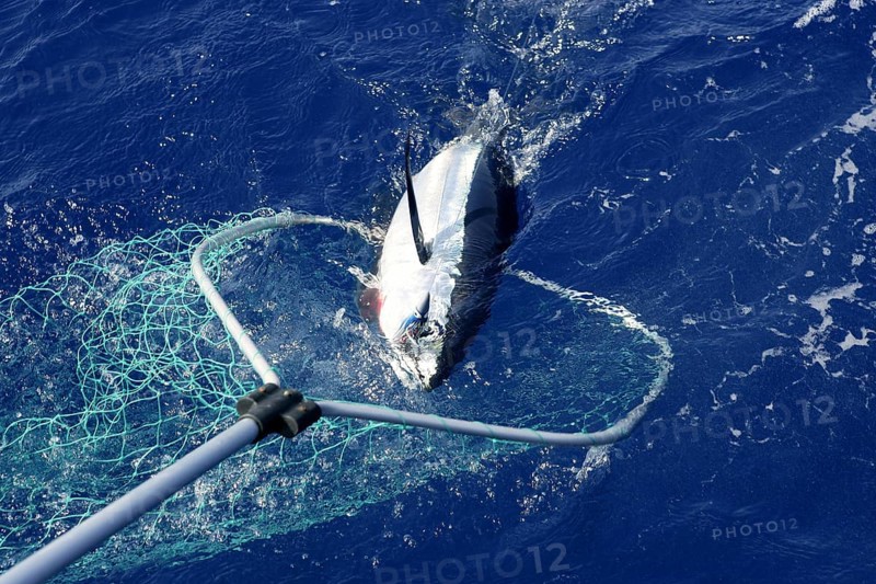 Blue fin tuna Mediterranean big game fishing and release