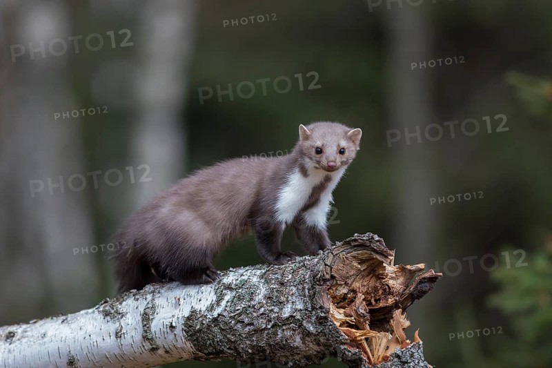 Stone marten, Martes foina, stone marten