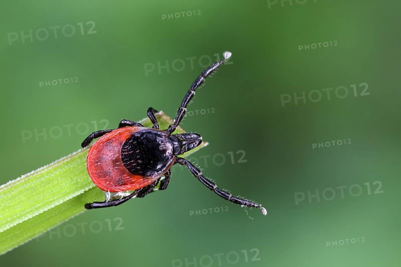 Castor Bean Tick, Ixodes ricinus, tick