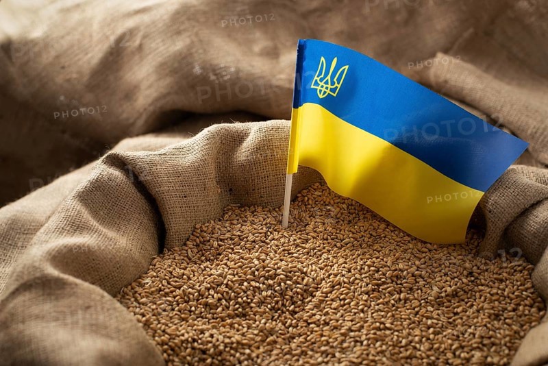 Burlap sack with wheat grains and Ukrainian flag concept