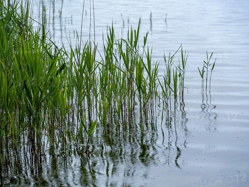 Common reed (Phragmites australis) on the shore of Lake Schaalsee, Zarrentin am Schaalsee, Mecklenburg-Western Pomerania, Germany, Europe