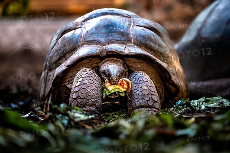 Turtle with food in its mouth in its natural environment, Praslin, Seychelles, Africa
