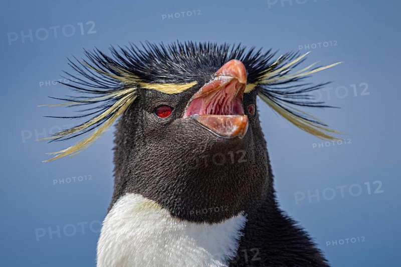 Rockhopper penguin (Eudyptes chrysocome), portrait, Pebble Island, Falkland Islands, Great Britain, South Atlantic, South America
