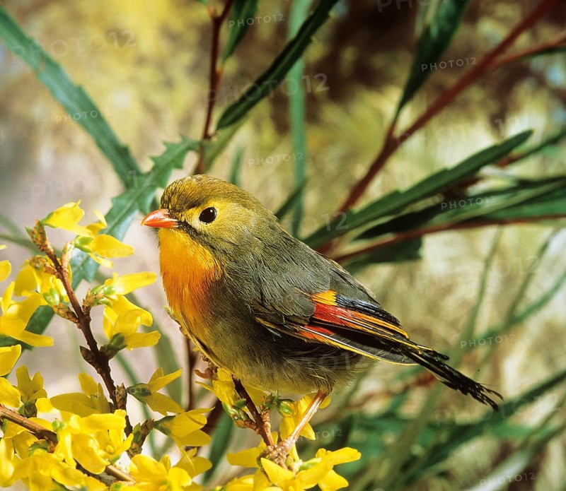 RED BILLED red-billed leiothrix (leiothrix lutea)
