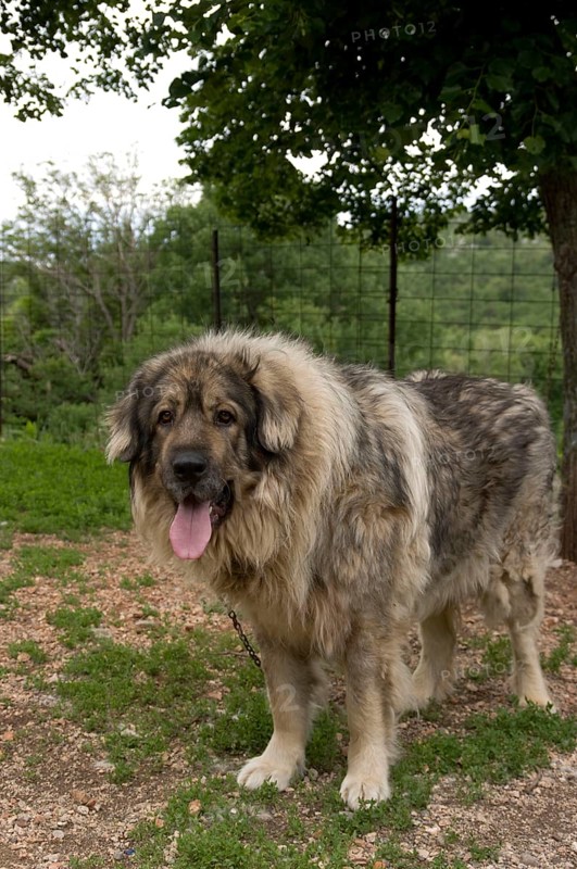 Tornjak, Croatian shepherd dog, guard dog, chain dog, on chain
