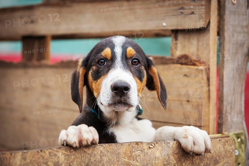 Portrait of sad dog puppy in shelter behind fence waiting to be adopted
