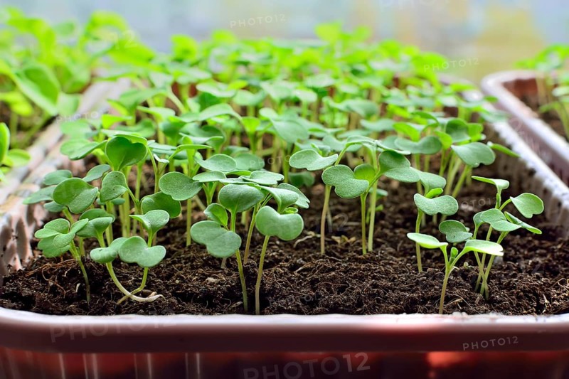 Arugula seedlings close up growing on the windowsill in a plastic box