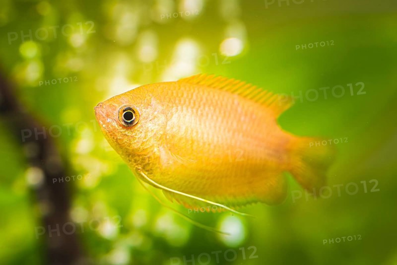 Honey gourami (Trichogaster chuna) tropical aquarium fish in fish tank. aquaria concept