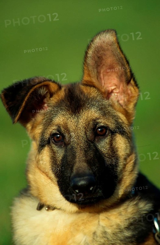 German Shepherd Dog, Puppy