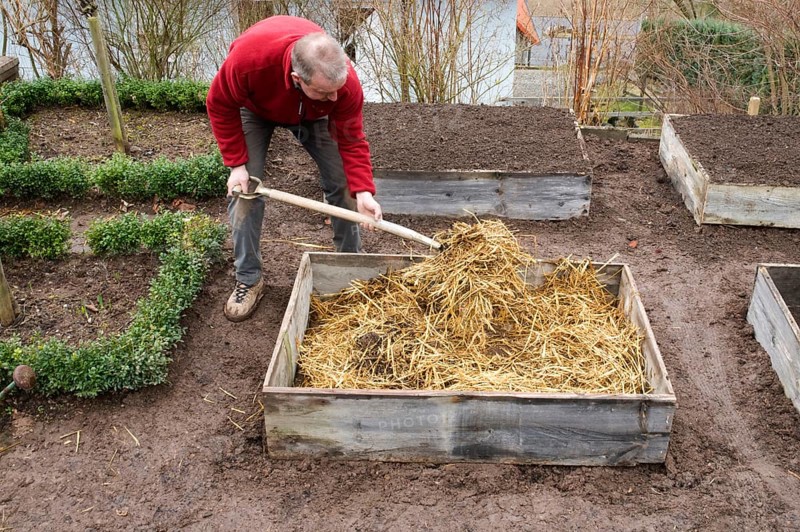 Cold frame, manure bed, straw and manure is filled in