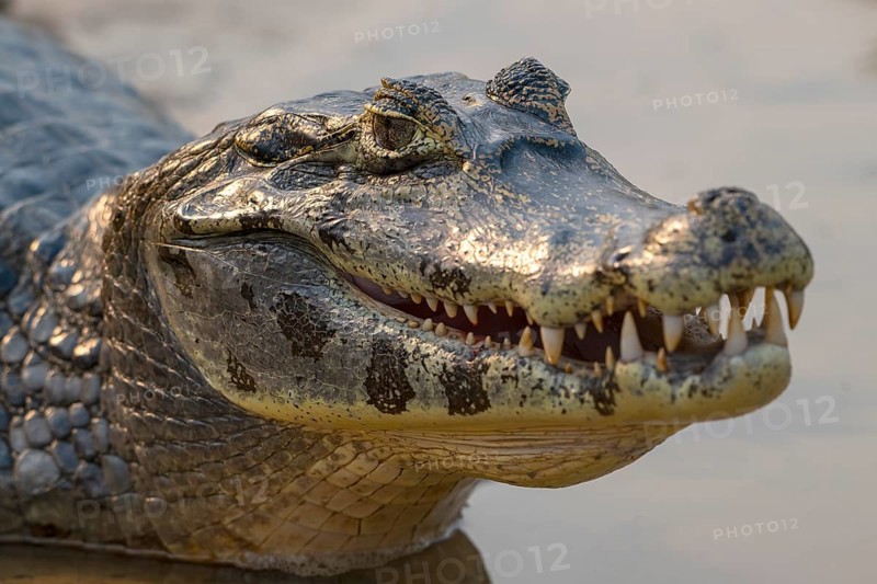 Caiman (Caimaninae), Crocodile (Alligatoridae), crocodile (Crocodylia), animal portrait, Pantanal, inland, wetland, UNESCO Biosphere Reserve, World Heritage Site, wetland biotope, Mato Grosso, Brazil, South America