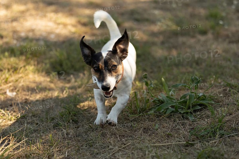 Close-up portrait of a cute happy dog jack russell terrier playing in park outdoors, running