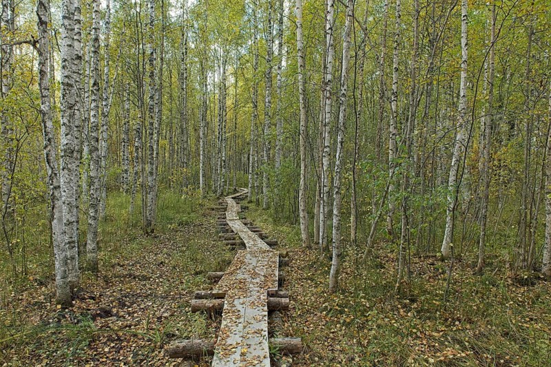 Nature trail with wooden duckboards in autumn forest with leaves on the ground