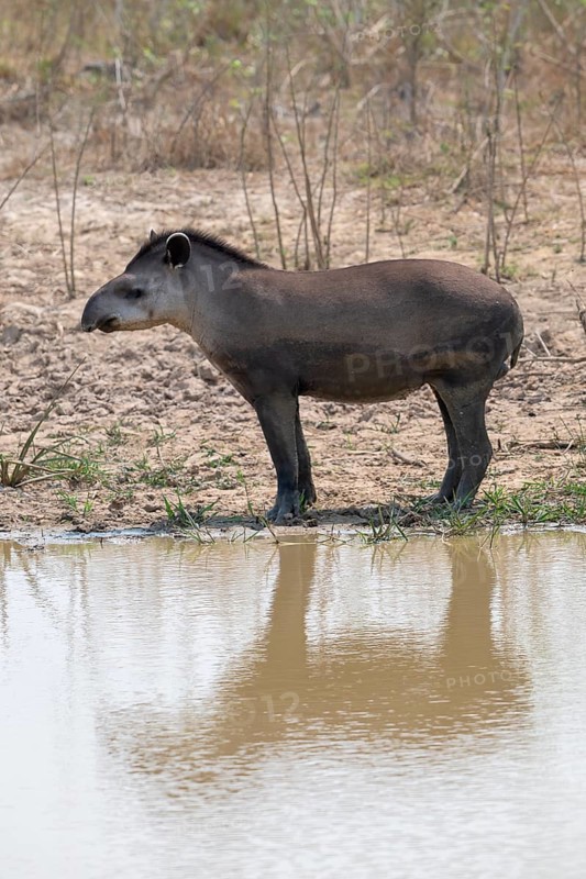 Lowland tapir (Tapirus terrestris), reflection, Pantanal, inland, wetland, UNESCO Biosphere Reserve, World Heritage Site, wetland biotope, Mato Grosso, Brazil, South America