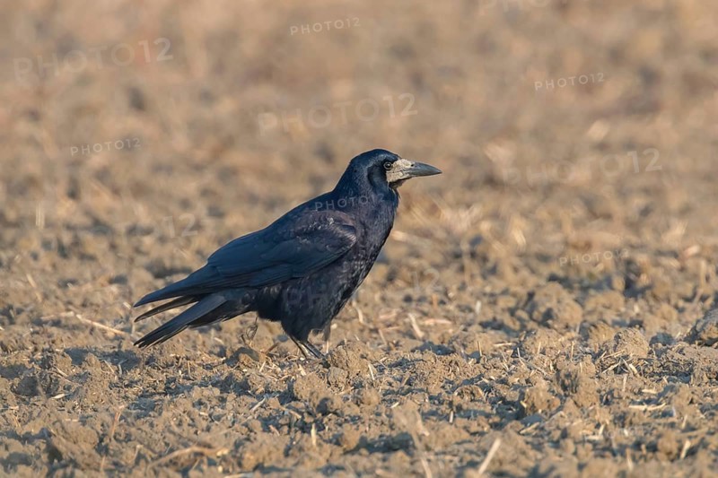 Rook on the field (Corvus frugilegus) Rook Bird