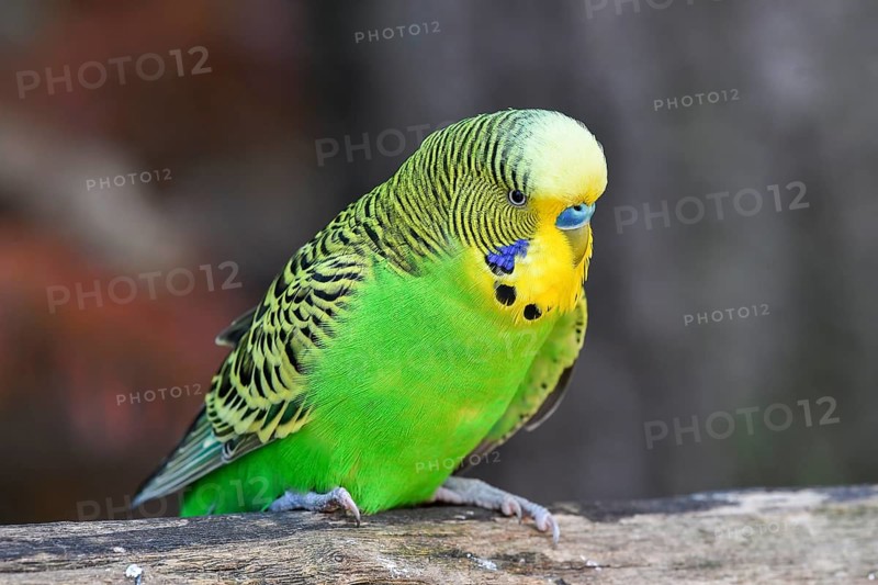 Wild green Budgie (Melopsittacus undulatus), male, sitting on a branch, Origin Australia, captive, Germany, Europe