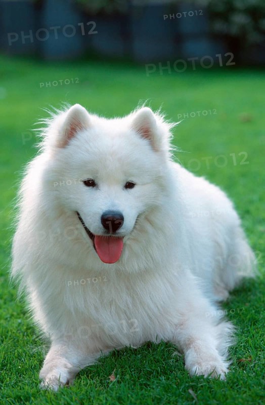 Samoyed