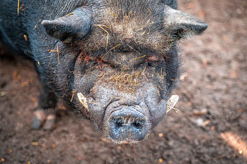 Vietnamese pot-bellied pig (Sus scrofa domesticus) in its territory, Eisenberg, Thuringia, Germany, Europe