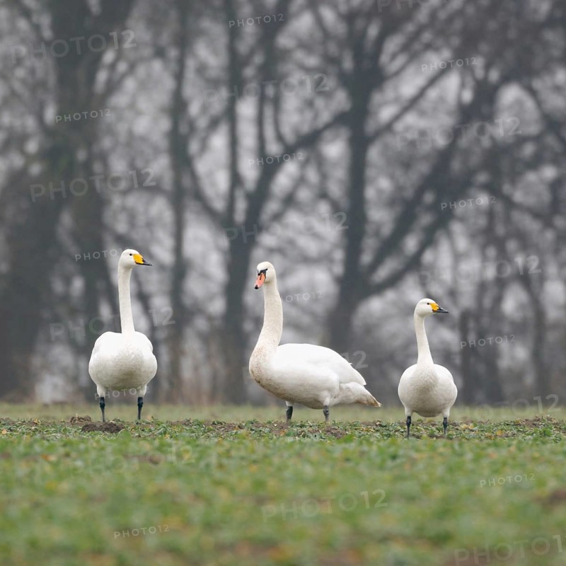 Family reunion... Whooper Swan, Mute Swan, Bewick's Swan (Cignus spec.), rare encounter, three different swan species sitting next to each other, photo allows good comparison of the respective identification features, distinguishing features, differences, native nature, Lower Rhine, Rhineland, North Rhine-Westphalia, Germany, Western Europe, Europe