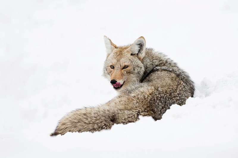 Attentive... Coyote (Canis latrans) in deep winter, lying in the snow, looking around, licking its muzzle, long-haired, thick winter coat, Yellowstone, Wyoming, North America, United States of America