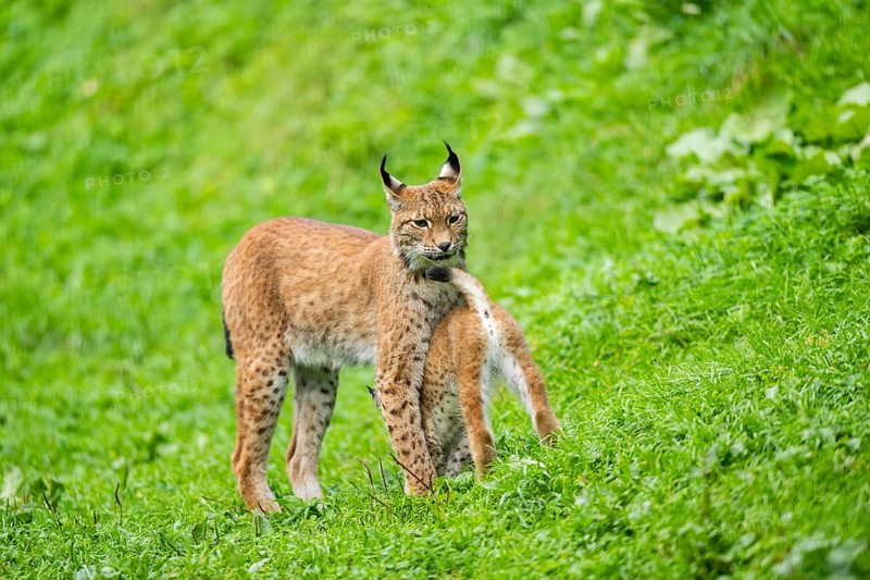 Eurasian lynx (Lynx lynx) mother with her youngster, Austria, Europe