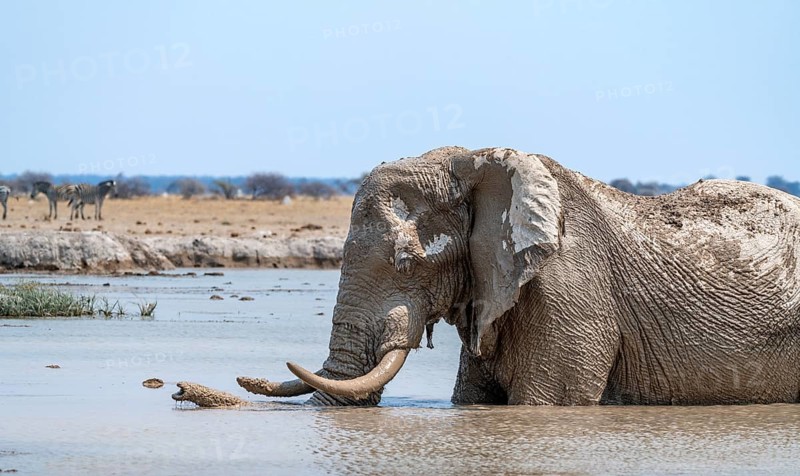 African elephant (Loxodonta africana), adult, standing in water, at a waterhole, Nxai Pan National Park, Botswana, Africa