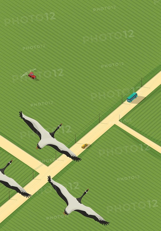 Vector background with road, green fields, cars, tractor and flying geese, isometric background with copy space