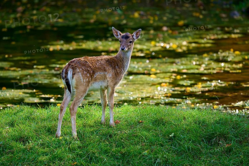 Fallow deer (Dama dama), standing on a green meadow, Germany, Europe