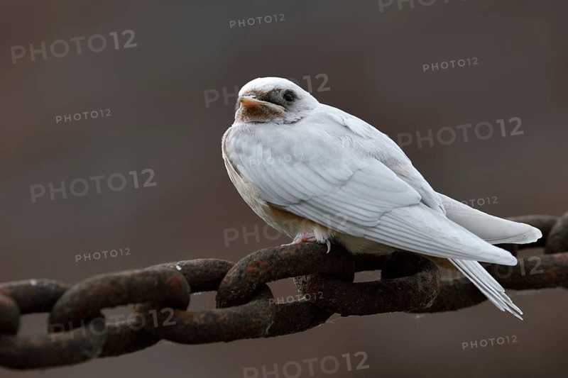 No albino... white barn swallow (Hirundo rustica), conspicuous young bird, leucistic swallow, genetic defect, freak of nature, native birds, wildlife, nature, Lower Rhine, Rhine district Neuss, North Rhine-Westphalia, Germany, Western Europe, Europe