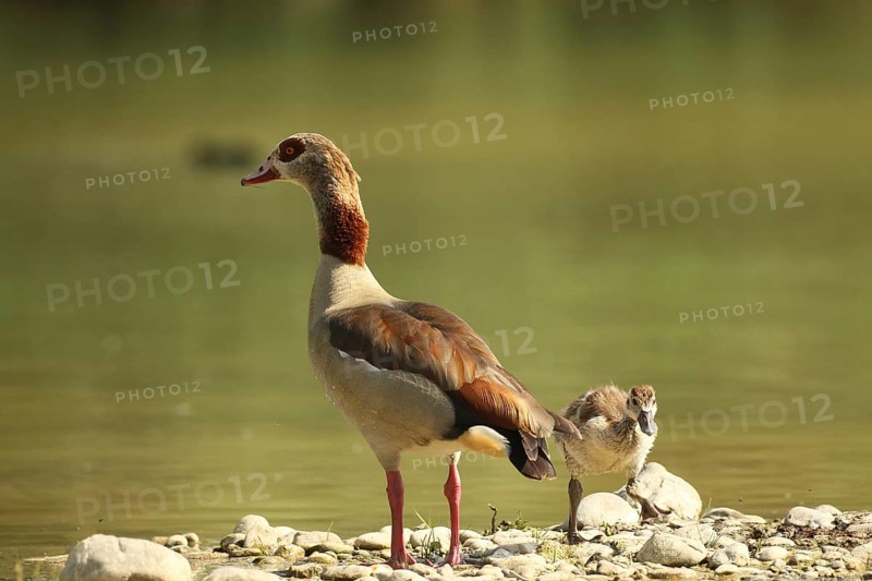 Egyptian goose (Alopochen aegyptiaca) adult and juvenile in a gravel pit, Allgäu, Bavaria, Germany, Allgäu, Bavaria, Germany, Europe
