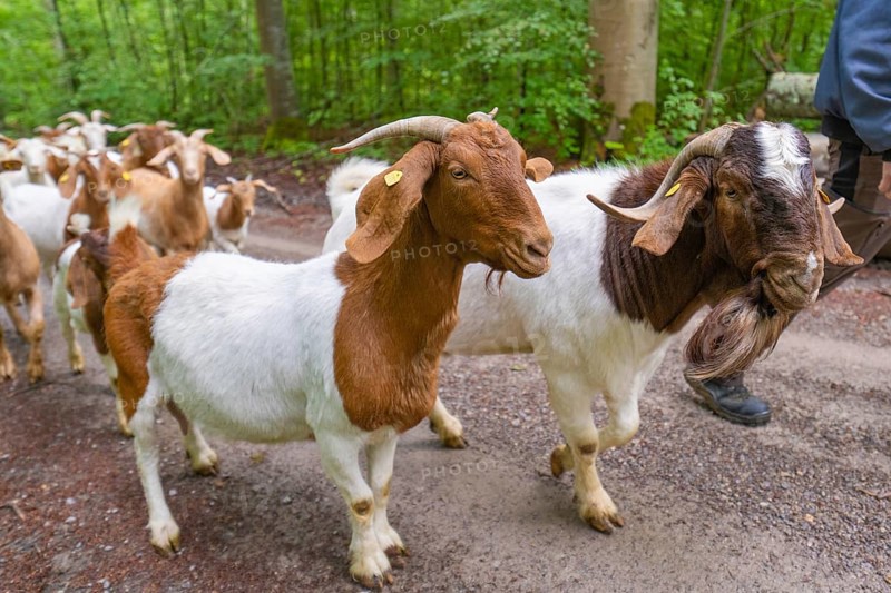 Brown and white goat herd and shepherd walking along a forest path, Gechingen forest pasture, compensation project for the Hermann Hesse railway to create ecological habitats for endangered species, Calw district, Germany, Europe