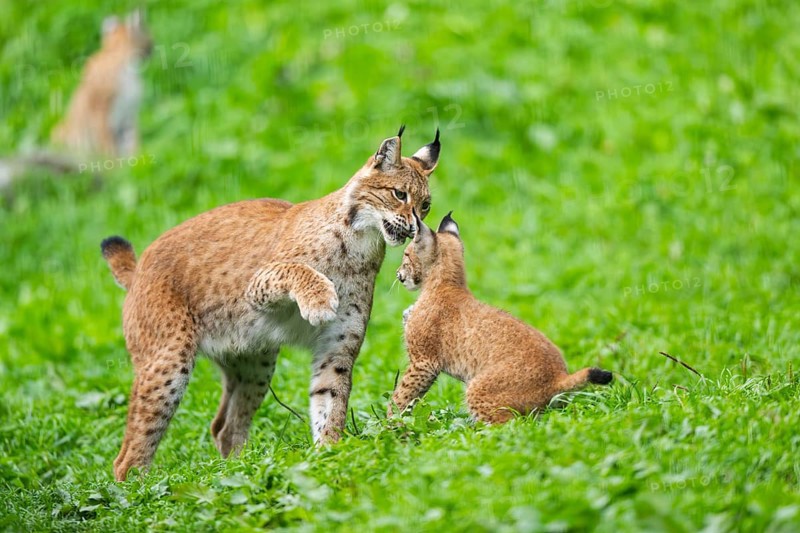 Eurasian lynx (Lynx lynx) youngster on a meadow, Bavaria, Germany, Europe