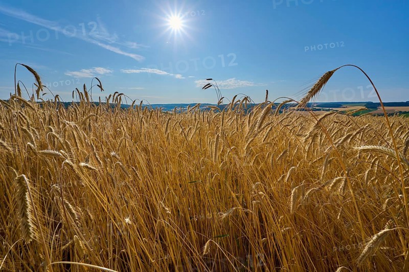 A sunny rye grain field stretches under a steel-blue sky, summer, Wenkheim, Werbach, Baden-Württemberg, Germany, Europe