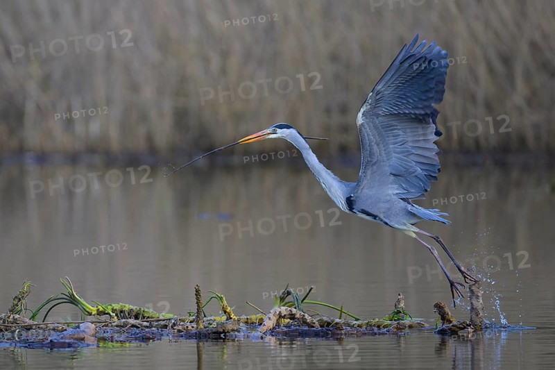 Grey heron (Ardea cinerea), starting from floating roots of water lily with branch in beak, Neckar valley, Baden-Württemberg, Germany, Europe