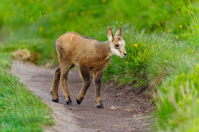 A young fawn on a path between lush, green meadows in spring, chamois, chamois, (Rupicapra rupicaprae), wildlife, Vosges, France, Europe
