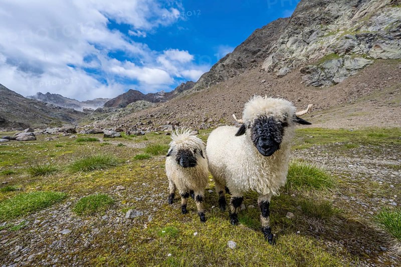 Two Valais Blacknose sheep (Ovis gmelini aries), high alpine mountain valley, Obere Senner Egete, Stubai Alps, near Ridnaun, South Tyrol, Italy, Europe
