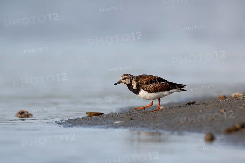 Typical wading bird on the North Sea coast... Ruddy turnstone (Arenaria interpres), male in splendid plumage, native birds, animals, nature, North Holland, Netherlands, Western Europe