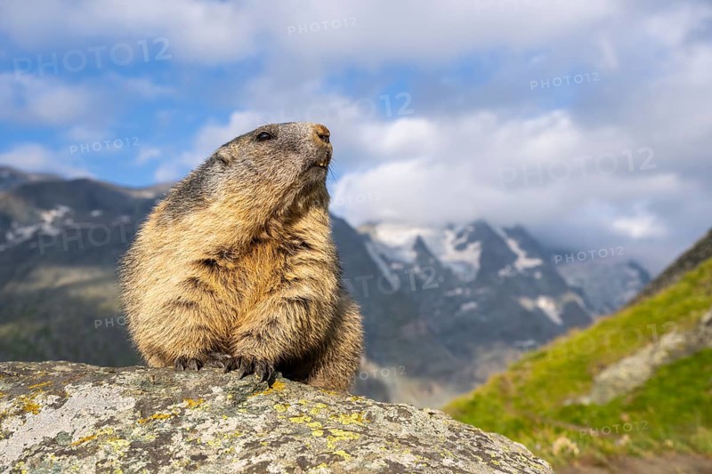 Alpine marmot (Marmota marmota) in autumn, Grossglockner, High Tauern National Park, Austria, Europe