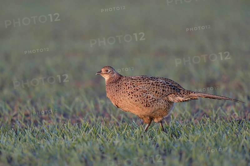 Early light... Hunting pheasant (Phasianus colchicus), female, hen, at first light shortly after sunrise in young grain, running across a field, Lower Rhine, Rhine district Neuss, North Rhine-Westphalia, Germany, Western Europe, Europe