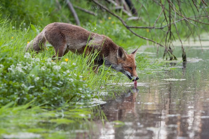 Drinking fox... Red fox (Vulpes vulpes) is thirsty, drinking from a small body of water, natural environment, photo taken in spring, short-haired summer coat, native nature, North Holland, Netherlands, Western Europe