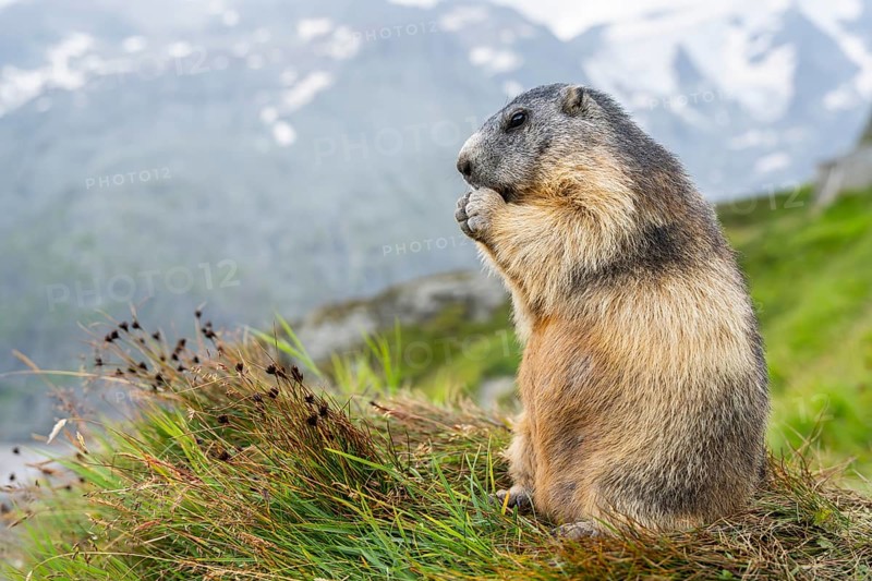 Alpine marmot (Marmota marmota) in autumn, Grossglockner, High Tauern National Park, Austria, Europe