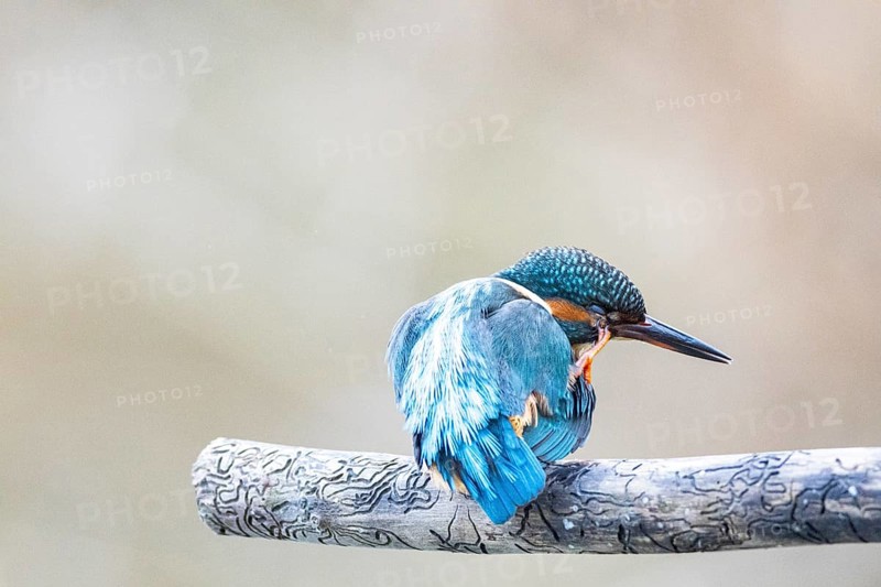 Kingfisher (Alcedo atthis) Germany