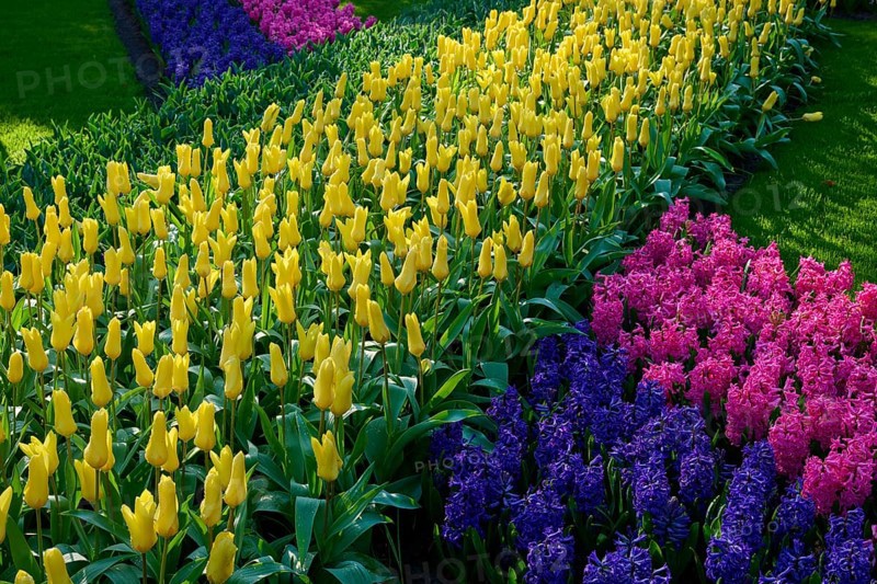 A colourful flowerbed with yellow tulips and colourful hyacinths, Keukenhof, Lisse, province of South Holland, Netherlands