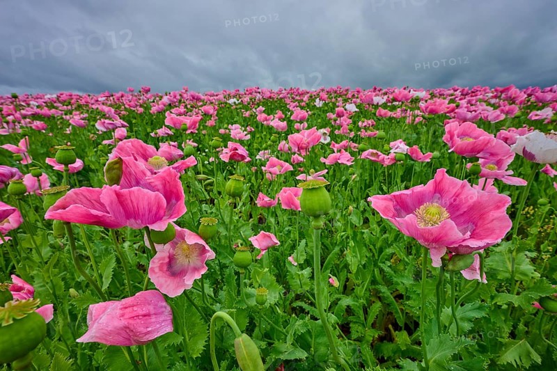 Opium poppy (Papaver somniferum), close-up of pink poppies with cloudy sky in the background, summer, Germerode, Geo nature park Park Frau-Holle-Land, Hoher Meissner, Hesse, Germany, Europe