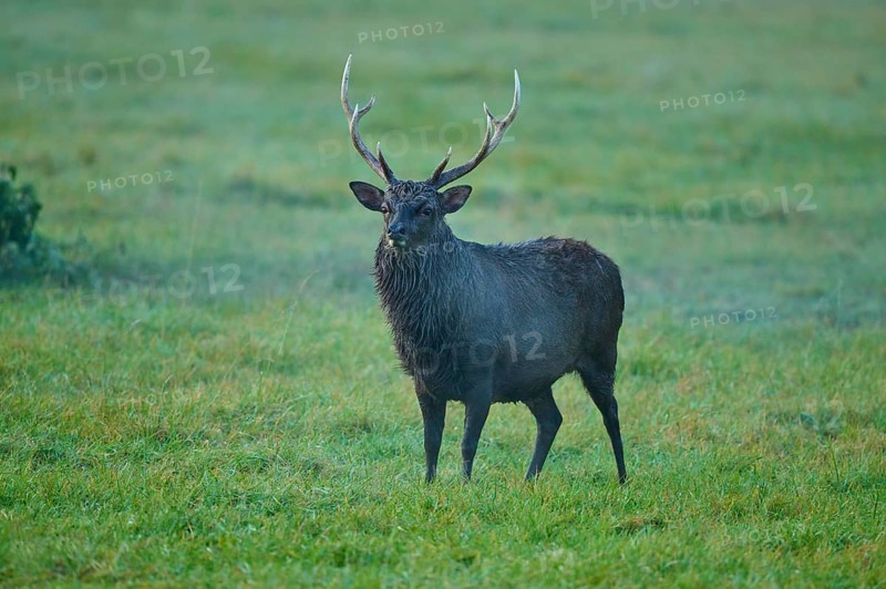 Sika deer (Cervus nippon), with antlers on a green meadow in natural surroundings in morning light, Germany, Europe